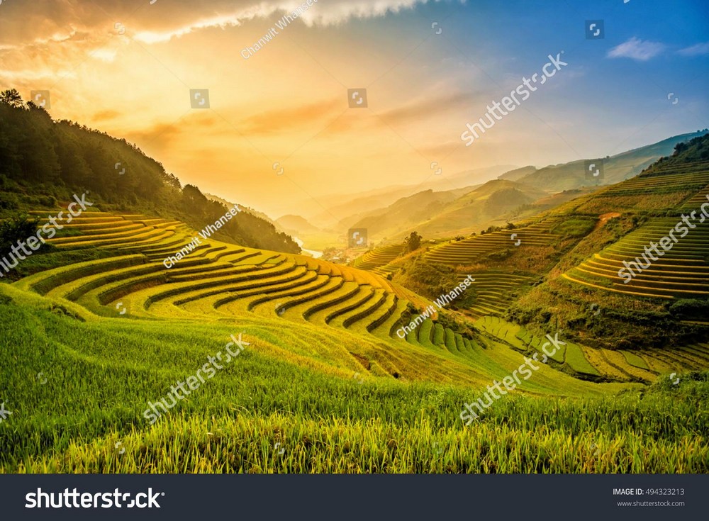 Ruộng bậc thang Tây Bắc MRBT-002